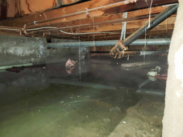 Best 24/7 water damage repair  in Edburgh, IN