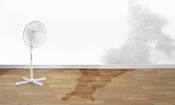 Best Water damage restoration mold remediation  in Edburgh, IN